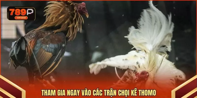 Tham gia ngay vào các trận chọi kê Thomo